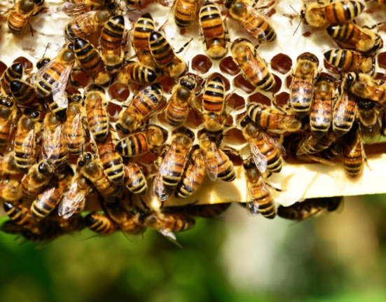 Romania acuzata de utilizarea pesticidelor interzise in UE