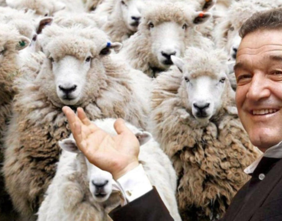 Realitatea PLUS la ferma urbana a ciobanului sef dovezi mafia Hrebenciuc Becali ADS