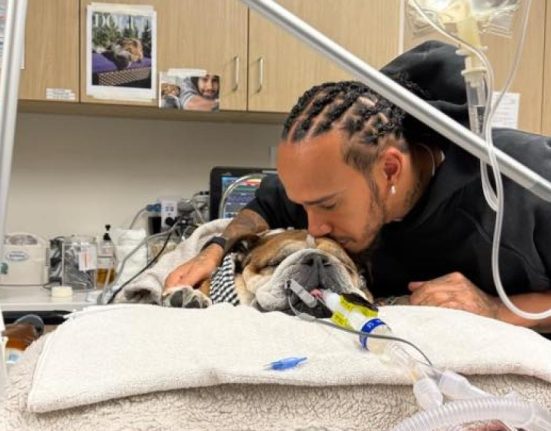 Cainele lui Lewis Hamilton Roscoe in coma la spital