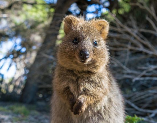 Cel mai vesel animal din lume quokka selfie uri