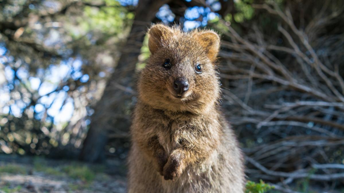 Cel mai vesel animal din lume quokka selfie uri