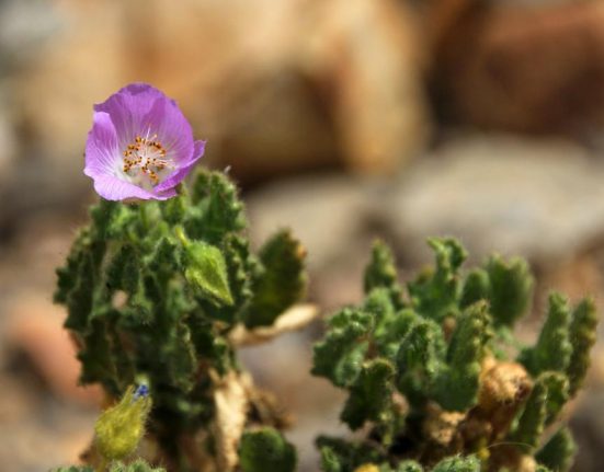 Ploile au adus o inflorire rara in Atacama