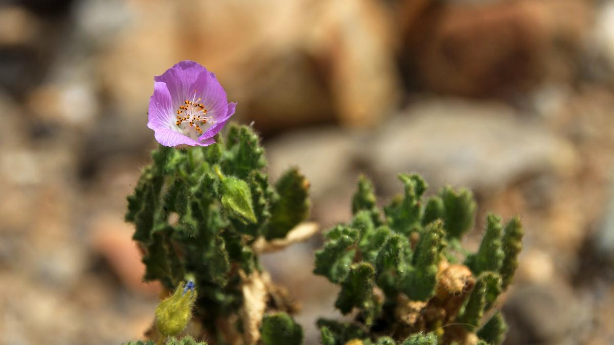 Ploile au adus o inflorire rara in Atacama