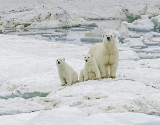 Ursi polari la o statie de cercetare abandonata