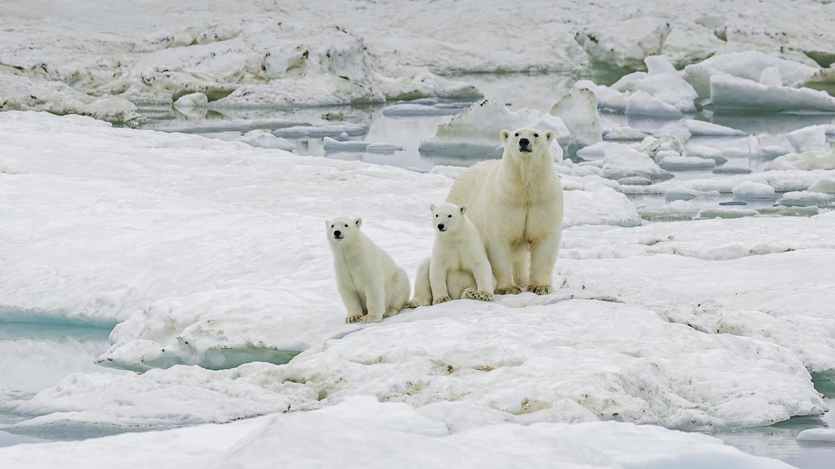 Ursi polari la o statie de cercetare abandonata