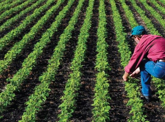 Ministerul Agriculturii a aprobat plata a peste 527 de milioane de euro pentru fermierii romani
