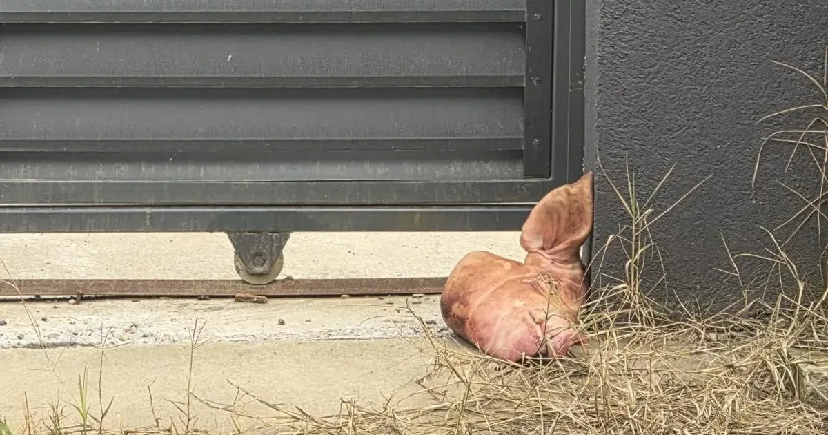 Lulea, amenințat cu un cap de porc în fața casei: „L-am indicat pe George Simion” 1 Lulea, amenințat cu un cap de porc în fața casei: „L-am indicat pe George Simion”